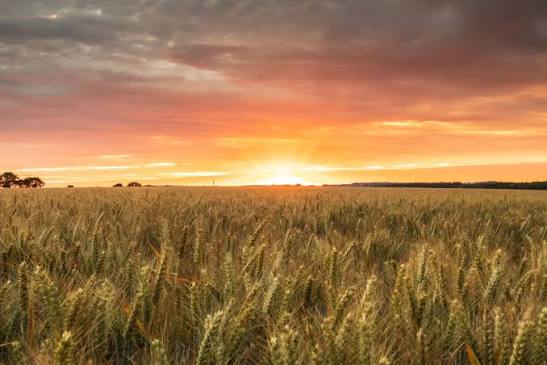 Wheat field at sunrise in open farmland