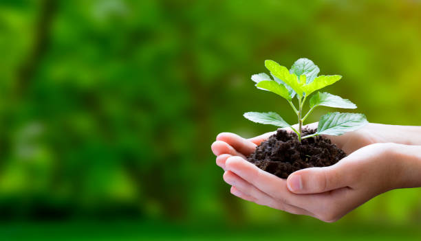 Hands holding dark, healthy soil with a young seedling